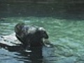 HD Seals in Love | BahVideo.com