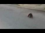 Raton laveur coincé dans une canette | BahVideo.com