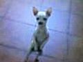 Willy el perro rumbero | BahVideo.com