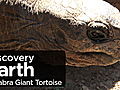 Earth Aldabra Giant Tortoise | BahVideo.com