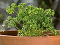 Spotlight on Herbs Parsley | BahVideo.com