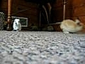Bunny cam | BahVideo.com