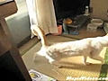 Cat Makes A Stylish Exit | BahVideo.com
