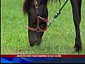 Miniature horse found wandering on golf course  | BahVideo.com