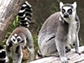 Return of the Lemurs | BahVideo.com