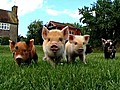 Micro Pigs | BahVideo.com