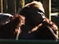 Gorillas playing Cricket  | BahVideo.com