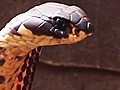 Snake Charmer Lives with 36 Poisonous Friends | BahVideo.com