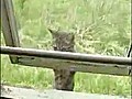 Cat Burglar Breaks In | BahVideo.com