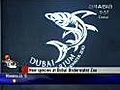 Dubai s aquatic world | BahVideo.com