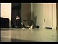 Grappige katten | BahVideo.com