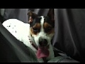 Hot Diggity Dog  | BahVideo.com