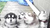 4-Week-Old Puppies Howling | BahVideo.com