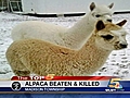 Police Trio Beat Baby Alpaca To Death | BahVideo.com