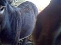 Ane cheval  | BahVideo.com