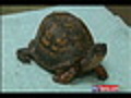Abuse Nail Driven Through Turtle | BahVideo.com