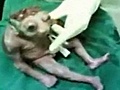 Deformed Demon Baby With Half A Head | BahVideo.com