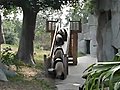Silly pandas | BahVideo.com