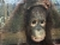 Malaysian orangutan hospital sparks controversy | BahVideo.com