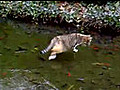 Un chat joue sur la glace | BahVideo.com