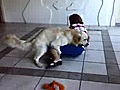 Perro violeando a una abuela | BahVideo.com