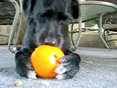 Dog Enjoys an Orange | BahVideo.com