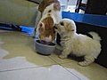 Entre chien et chat | BahVideo.com