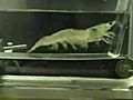 Treadmill Shrimp Turns Viral Budget Martyr | BahVideo.com