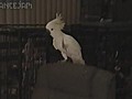 Snowball the Dancing Cockatoo | BahVideo.com