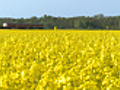HD Train passes by the oilseed rape field  | BahVideo.com