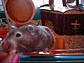 My lovely hamster girl that is still not tame  | BahVideo.com