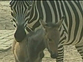 Zebra crossed with donkey | BahVideo.com