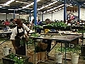 Ash crisis devastates flower markets | BahVideo.com