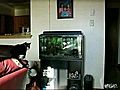 Kedinin s per bal k yakalama tekni i  | BahVideo.com