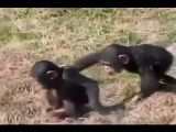 Jealous Monkey Pushes His Friend In The Water | BahVideo.com