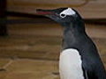 Mr Popper s Penguins - Clip - That amp 039 s Not My Penguin | BahVideo.com