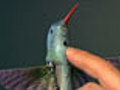 Coming Soon Hummingbird-Sized Drone | BahVideo.com