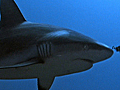 Shark Suits | BahVideo.com