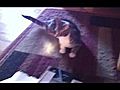 Cat Spazzing Out | BahVideo.com