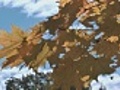 Maple tree  | BahVideo.com