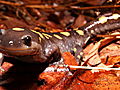 Animals Vernal Pools Spring to Life | BahVideo.com