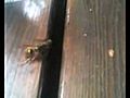 Wasp vs fly | BahVideo.com
