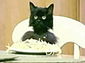 Spaghetti Cat | BahVideo.com