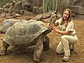 Gal pagos Tortoises | BahVideo.com