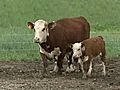 Mother Cow Delivers Twins 3 Months Apart | BahVideo.com