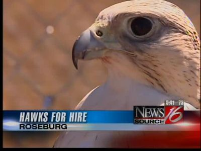 Hawks for hire  | BahVideo.com