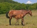 foal is fed breast milk | BahVideo.com