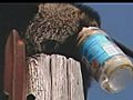 Procione goloso incastrato in un barattolo | BahVideo.com