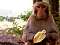 Monkey Gangs Going Ape | BahVideo.com