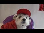 un chien en ville accessoires pour chiens  | BahVideo.com